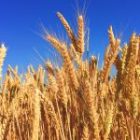 Agridata n°15 : la production et le commerce de blé dans le monde