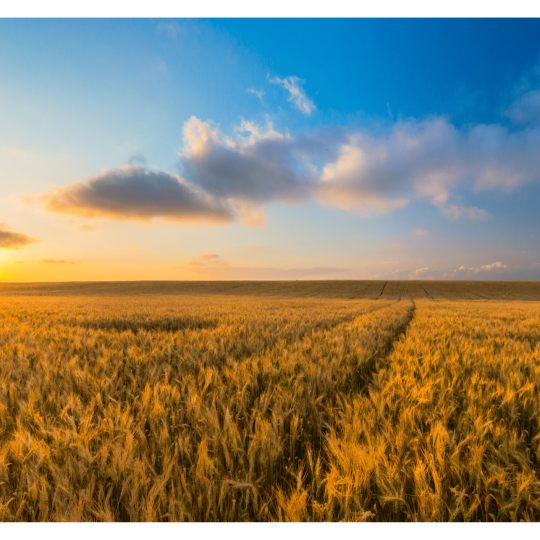 Design sans titre-20